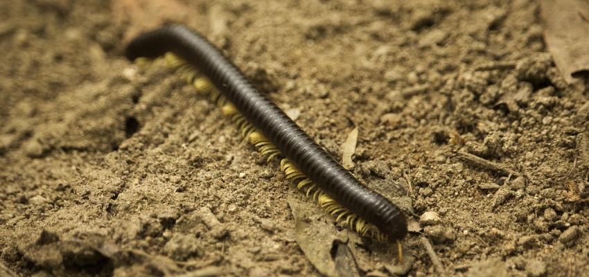Millipede