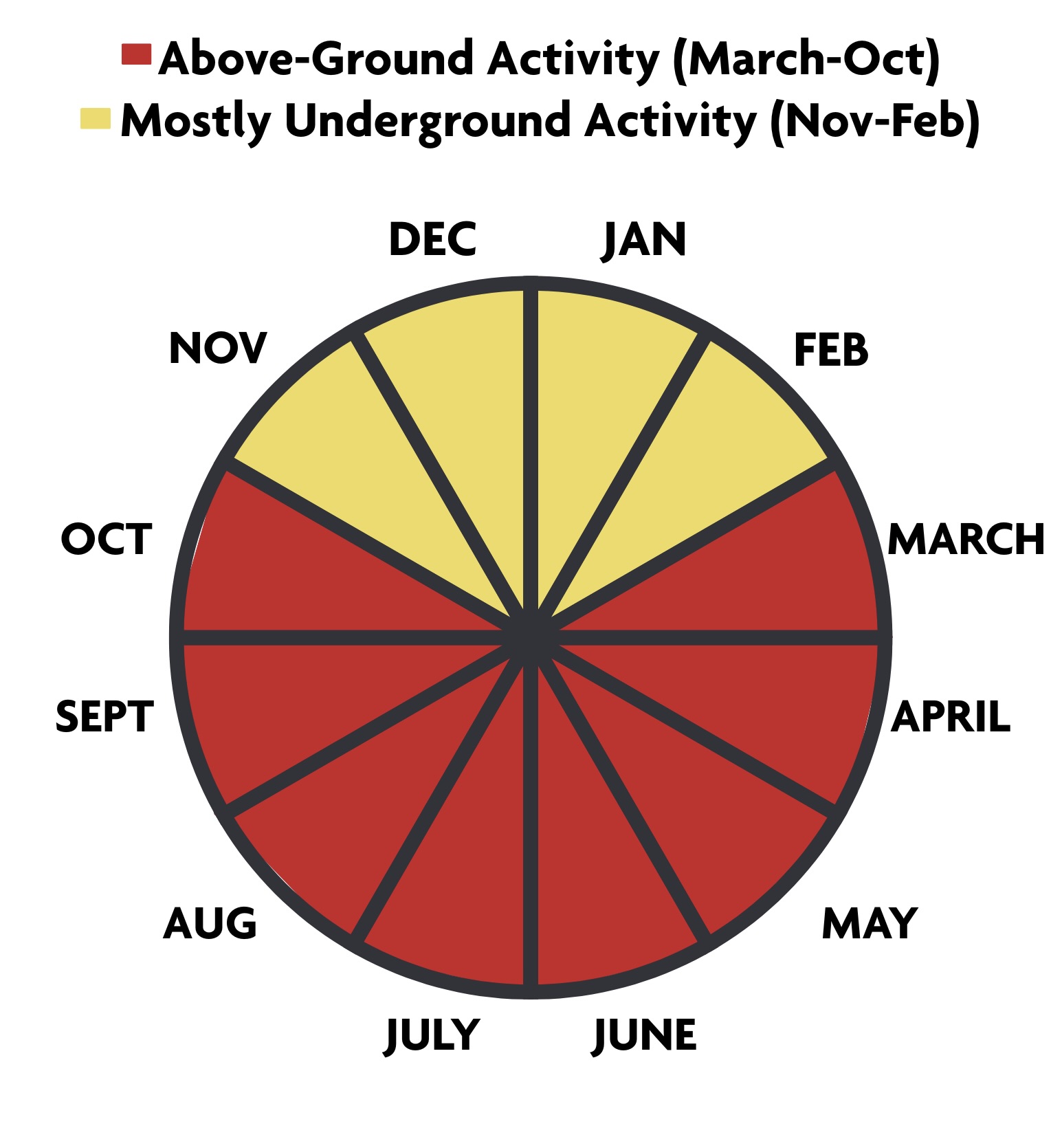 Termite control in Raleigh showing year-round activity with above-ground activity from March through October and underground activity from November through February