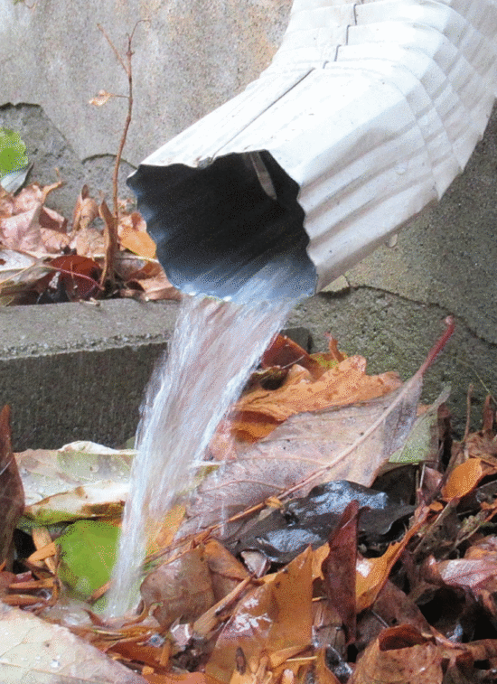 Downspout draining water near a Charlotte home foundation, creating moisture conditions that attract pests.