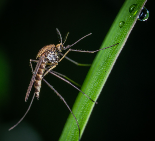 Macro image of a mosquito on green grass, common during mosquito season