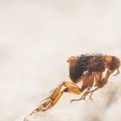A-Homeowners-Guide-to-Fleas-in-North-Carolina-1-1.webp