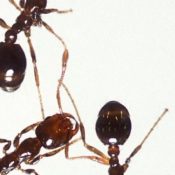 Are-All-Raleigh-Fire-Ants-Red-1-1.jpg