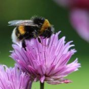 Carpenter-Bee-vs.-Bumble-Bee-Whats-the-Difference-1-1.jpg