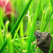How-to-Effectively-Eliminate-Stink-Bugs-in-North-Carolina-and-Safeguard-Your-Crops-1-1.jpg