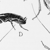 The-Best-Ways-to-Get-Rid-of-Cockroaches-from-Your-North-Carolina-Home-1-1.png