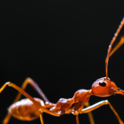 Uncover-the-Shocking-Truth-about-the-Prevalence-and-Danger-of-Fire-Ants-in-North-Carolina-1-1.png