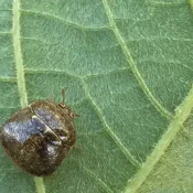 Kudzu Bug on leaf